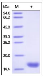 Human FABP3, His Tag on SDS-PAGE under reducing (R) condition. The gel was stained overnight with Coomassie Blue. The purity of the protein is greater than 95%.